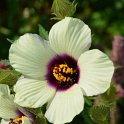 Hibiscus cannabinus (2)